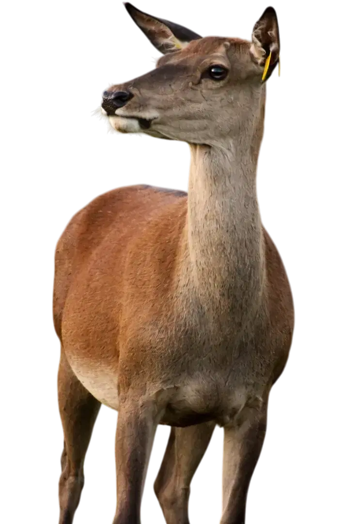 Cerf dans un cadre boisé et verdoyant